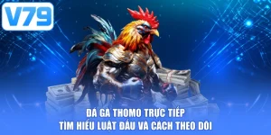 Đá gà thomo trực tiếp - Tìm hiểu luật đấu và cách theo dõi
